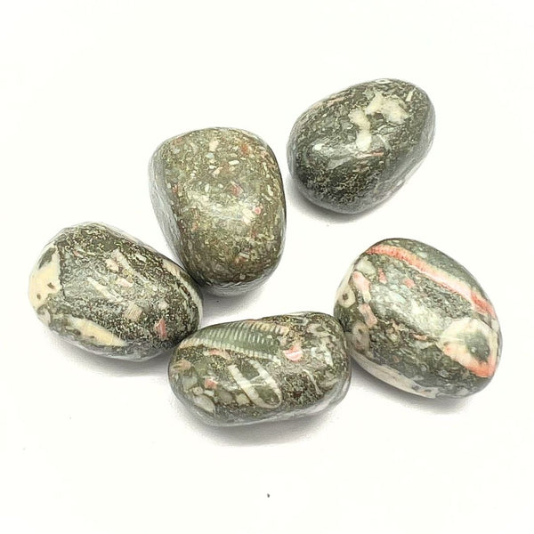 Jasper shell fossil