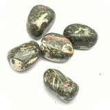 Jasper shell fossil