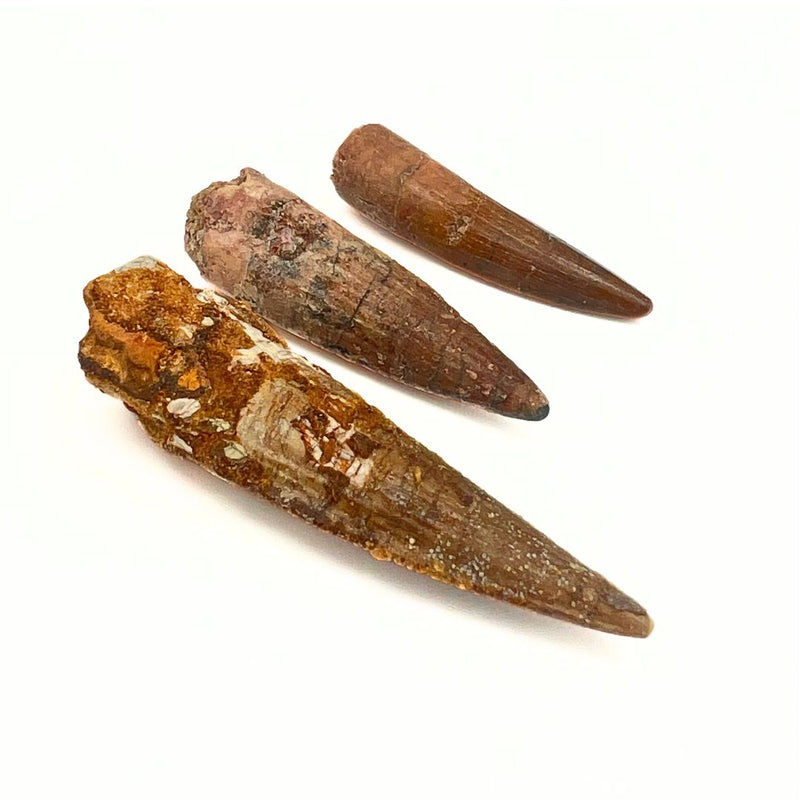 Fossil, Spinosaurus tänder (köttätande dinosaurie)