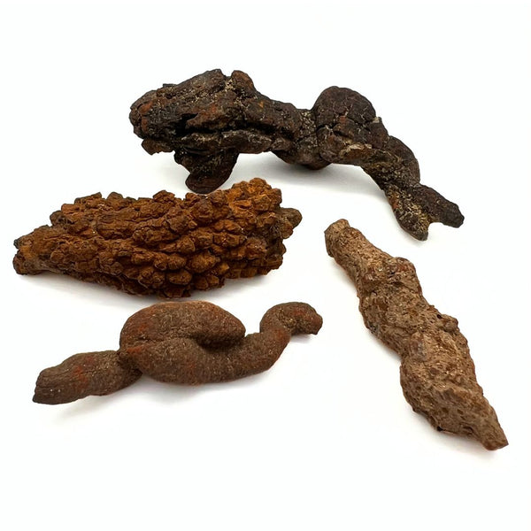 Fossil, Dinosauriebajs koprolit