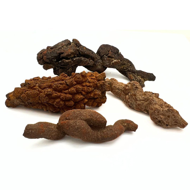 Fossil, Dinosauriebajs koprolit