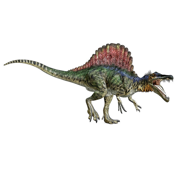 Fossil, Spinosaurus tänder (köttätande dinosaurie)