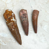 Fossil, Spinosaurus tänder (köttätande dinosaurie)