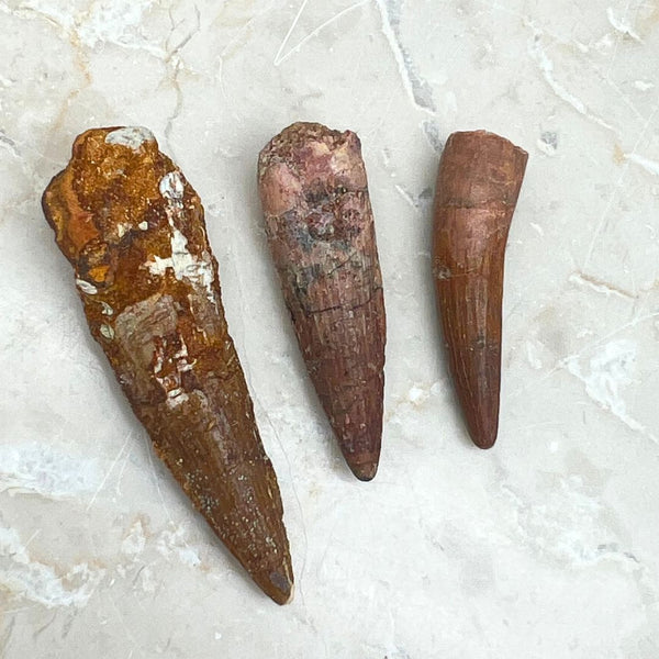 Fossil, Spinosaurus tänder (köttätande dinosaurie)