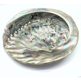 Abalone snäckskal