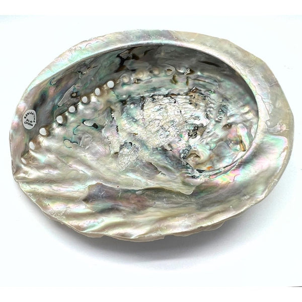Abalone snäckskal