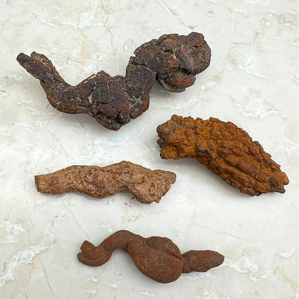 Fossil, Dinosauriebajs koprolit