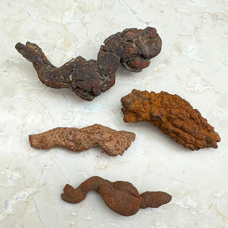Fossil, Dinosauriebajs koprolit