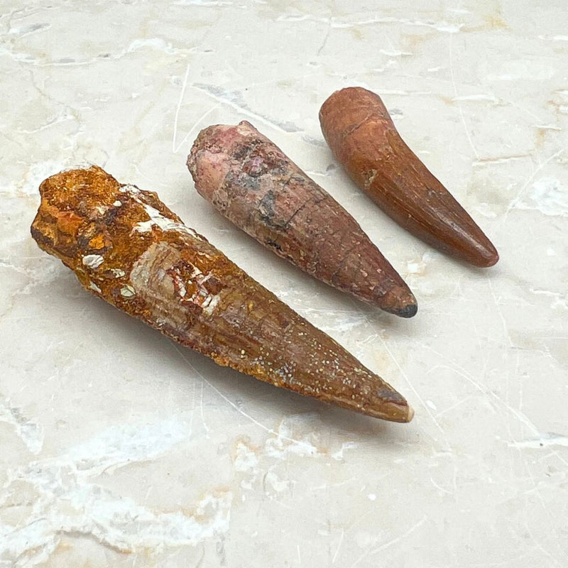 Fossil, Spinosaurus tänder (köttätande dinosaurie)
