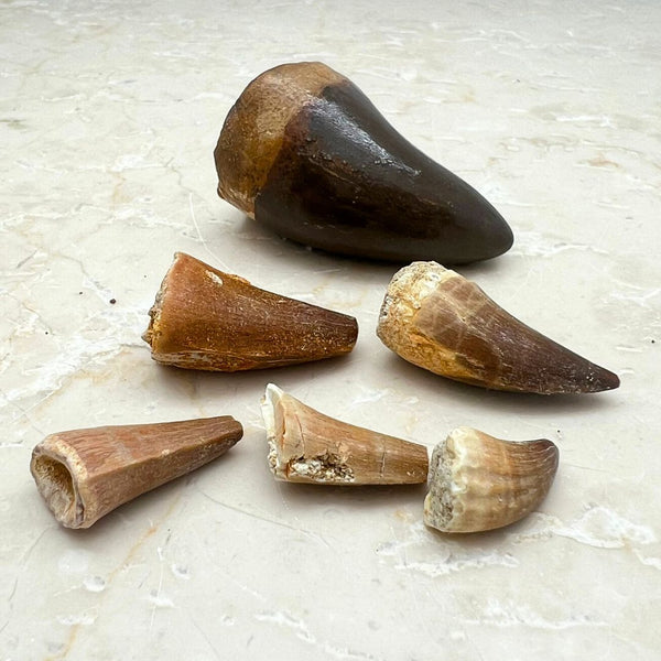 Fossil, Mosusaurius dinosaurie tand