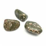 Jasper shell fossil