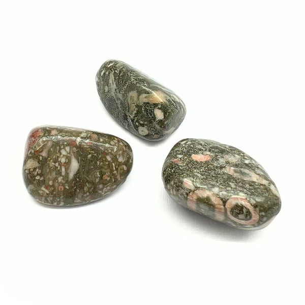 Jasper shell fossil