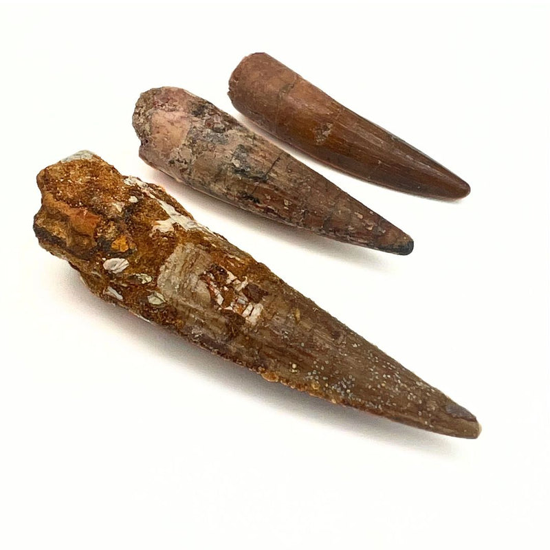 Fossil, Spinosaurus tänder (köttätande dinosaurie)