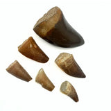 Fossil, Mosusaurius dinosaurie tand