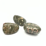 Jasper shell fossil