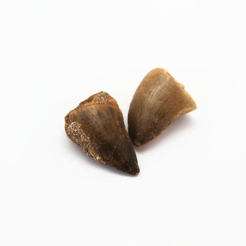 Fossil, Mosusaurius dinosaurie tand