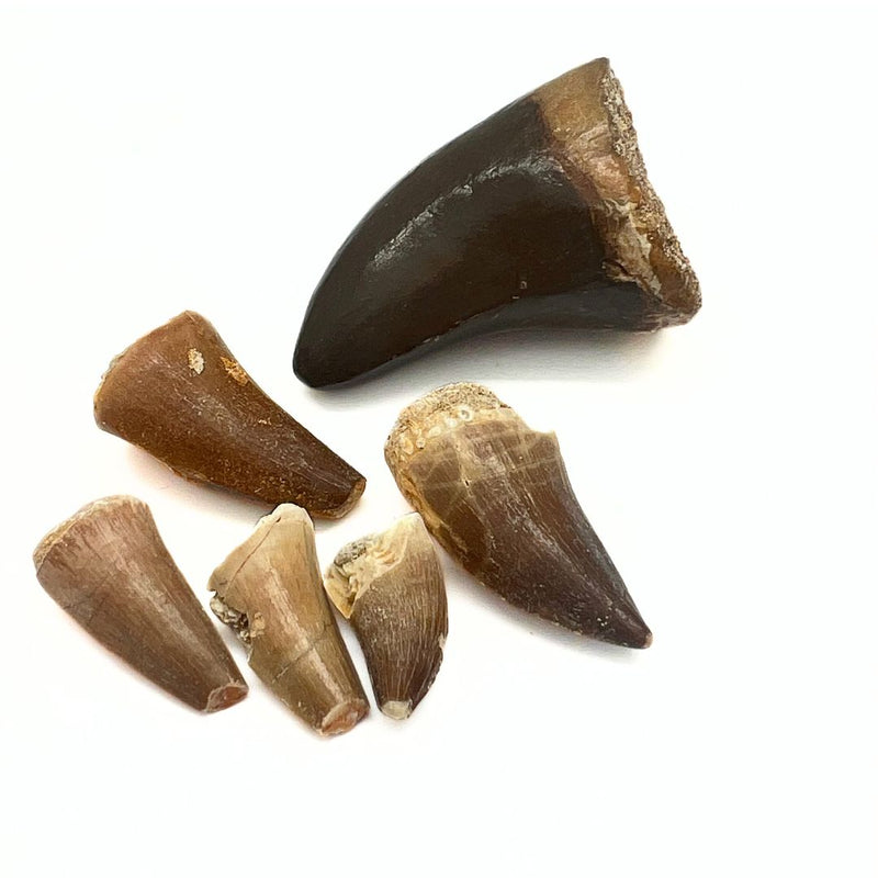Fossil, Mosusaurius dinosaurie tand