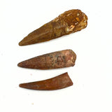 Fossil, Spinosaurus tänder (köttätande dinosaurie)