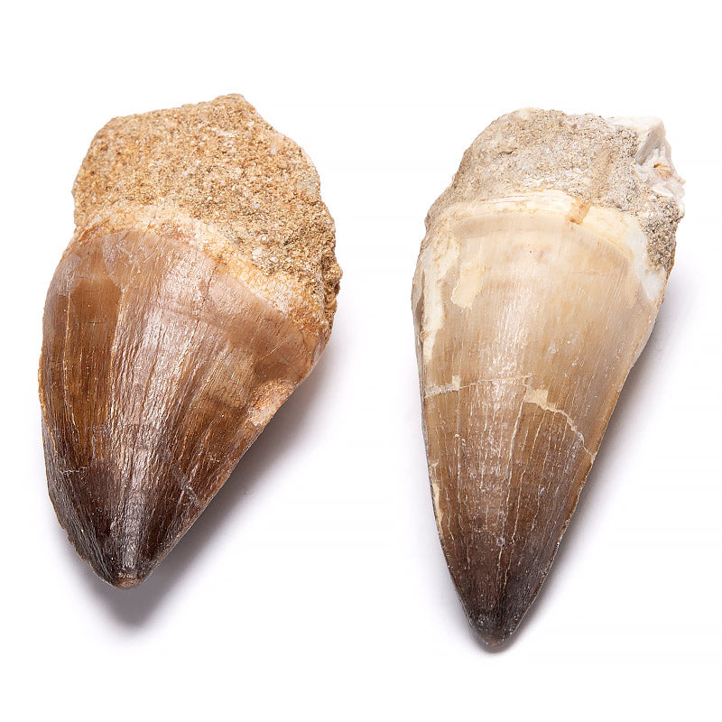 Fossil, Mosusaurius dinosaurie tand