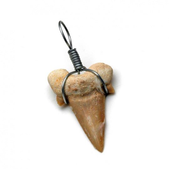 Shark tooth with metal wire
