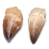 Fossil, Mosusaurius dinosaurie tand