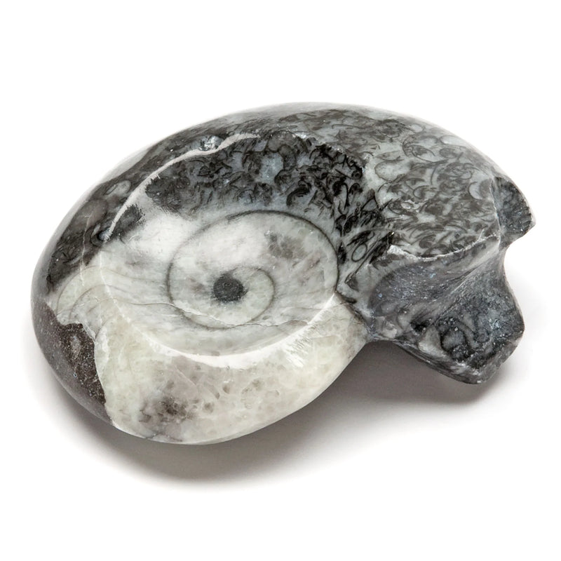 Goniatit ammonit, fossil