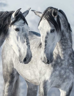 Anteckningsbok, Tushita Blank books MAGIC HORSES II