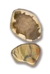 Petrified wood