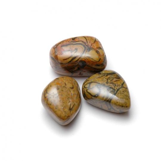 Jasper shell fossil